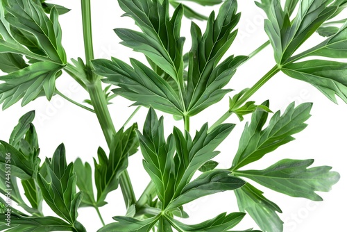 Isolated green leaves surrounded by white background with a touch of freshness, representing nature's vibrant foliage in spring