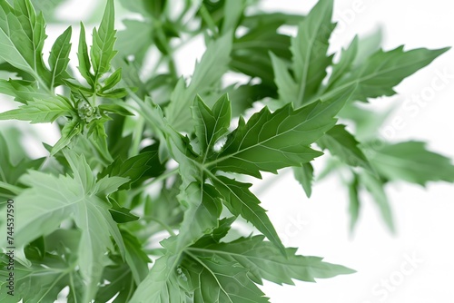 Isolated green leaves surrounded by white background with a touch of freshness, representing nature's vibrant foliage in spring