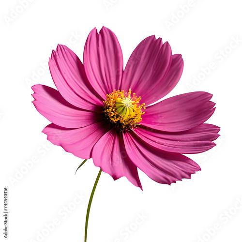 Cosmos image isolated on a transparent background PNG photo