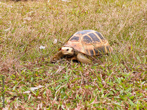 Testudinidae, Testudinoidea, Testudines turtle, Elongated Tortoise, Yellow-headed tortoise. Reptile in natural habitate, wild nature. Exotic tropical animal. Indotestudo elongata. Southeast South Asia photo