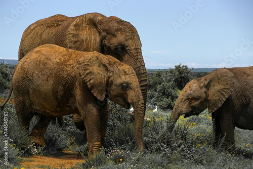 Three generations of elephants, Addo Elephant National Park, South Africa