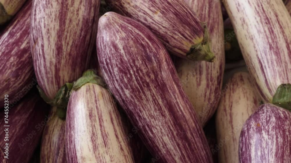 Eggplant Elegance - Italian Market's Purple Pride Eggplant Elegance - Italian Market's Purple Pride