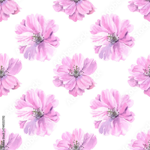Watercolour Sakura spring flowers illustration seamless pattern. Seasonal Cherry blossom. On white background. Hand-painted. Botanical Floral elements.For interior print decoration, fabric, wrapping.