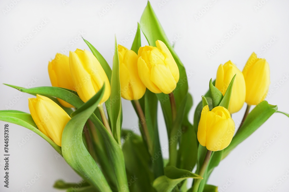 Yellow tulips on a white background Yellow tulips on a white background