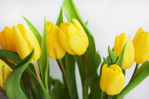 Yellow tulips on a white background