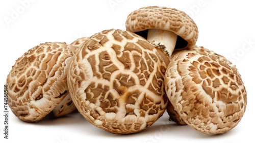 Shiitake mushroom isolated on white photo