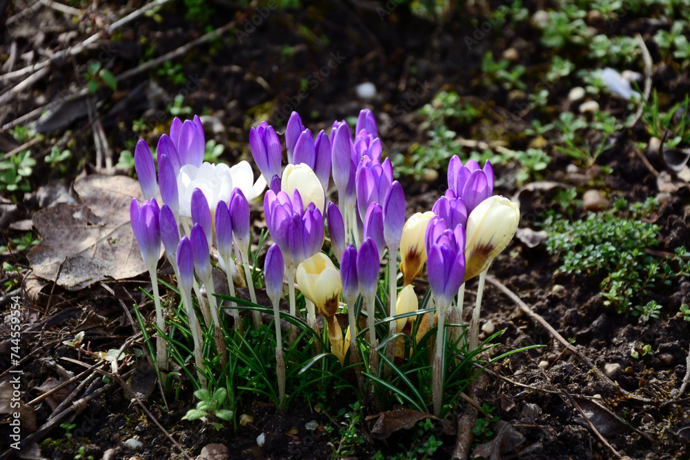 Spring purple crocus flowers blooming on the ground close-up. The background is blurred Spring purple crocus flowers blooming on the ground close-up. The background is blurred