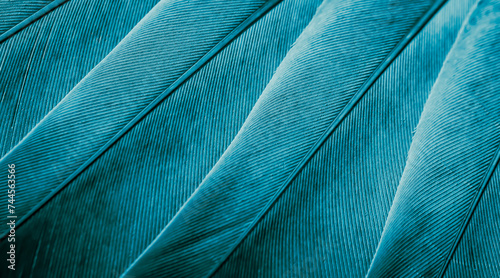 blue feather pigeon macro photo. texture or background photo