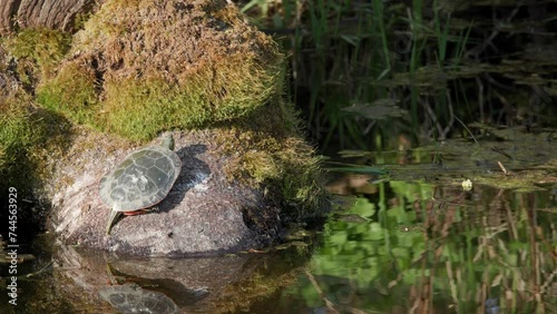 Sunlight on a western Painted Turtle resting on a tree bark in marshy waters with reflection photo