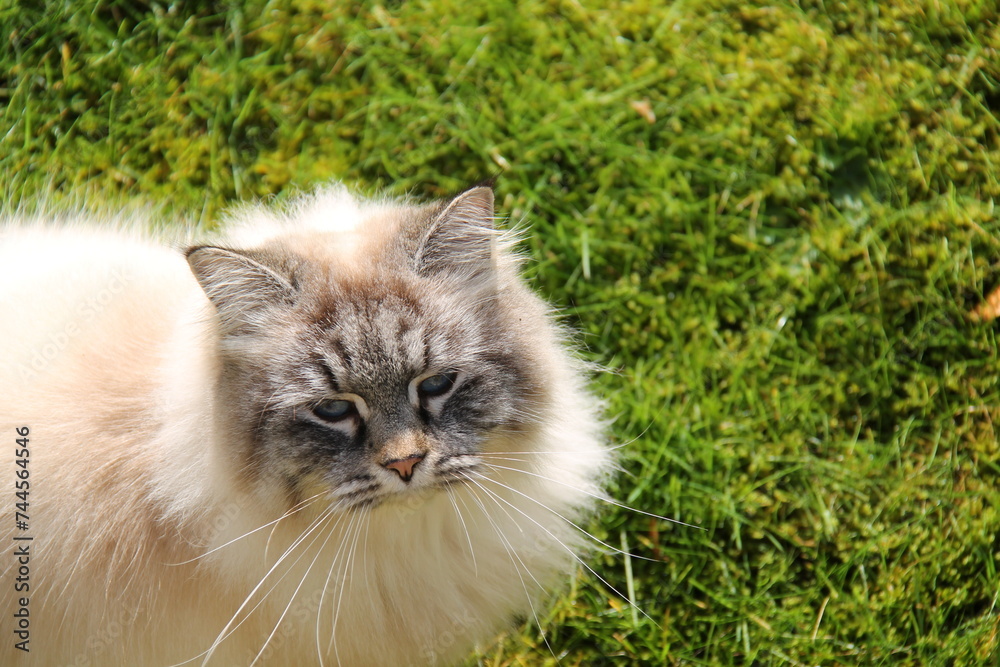 The Face of a Large Fluffy Domesticated Cat Pet.