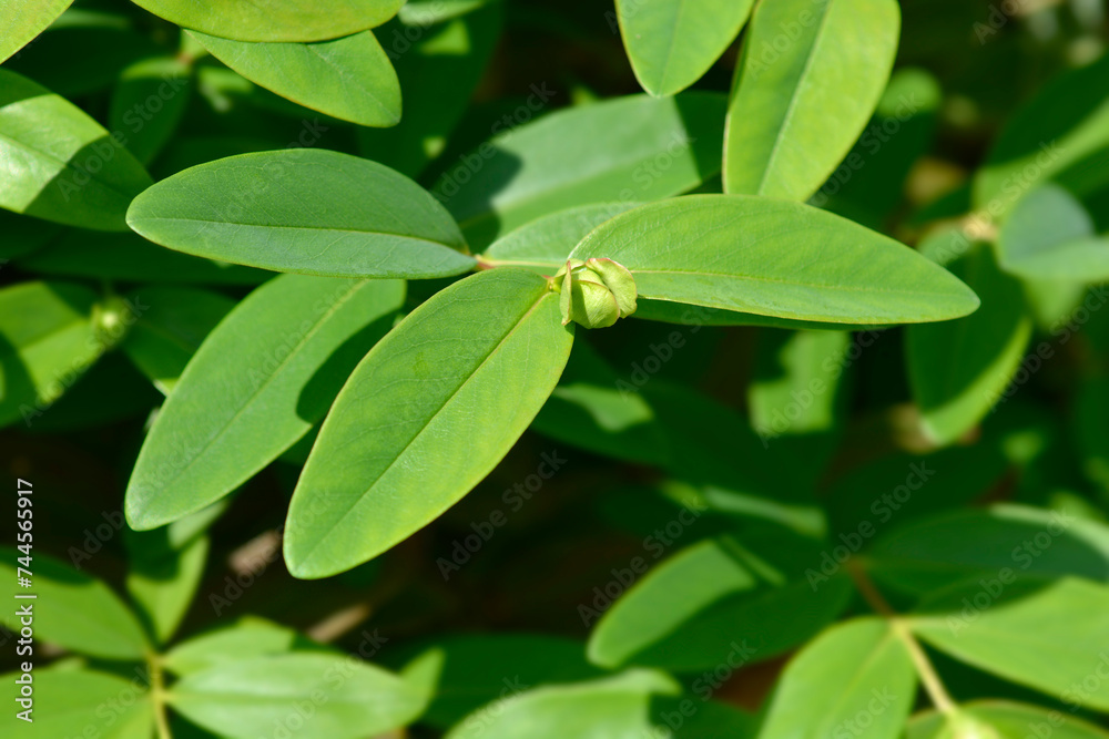 Aarons beard branch with flower bud and green leaves Aarons beard branch with flower bud and green leaves