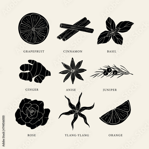 Flat vector essential oil plants