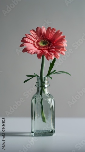 Single Flower in a Vase with a Plain Background