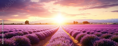 Panoramic landscape lavender field at sunrise or sunset