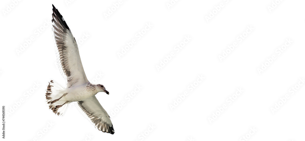 Fototapeta premium Seagull flying and transparent background.