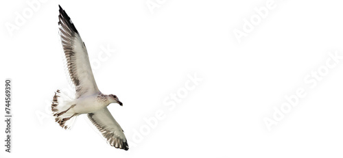 Seagull flying and transparent background. © JCLobo