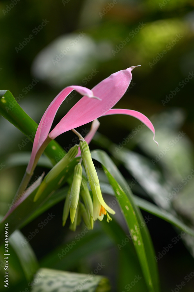 Obraz premium ヨウラクツツアナナス