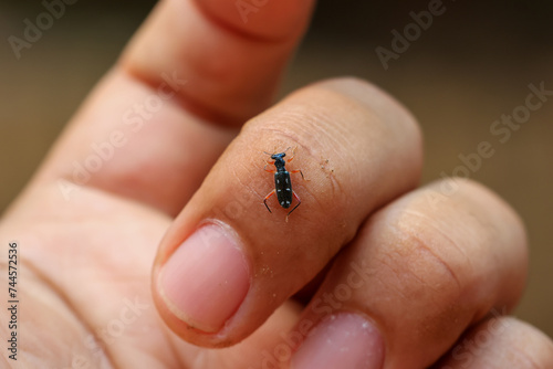 closeup Checkered Beetles, small insects on fingers Blue black beautiful pattern in the natural forest