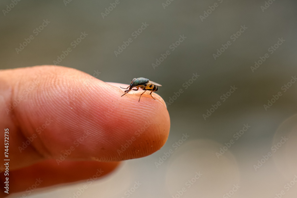 Selective focus A small wild fly with beautiful eyes sits on a finger. Beautiful and unusual insects in the forest