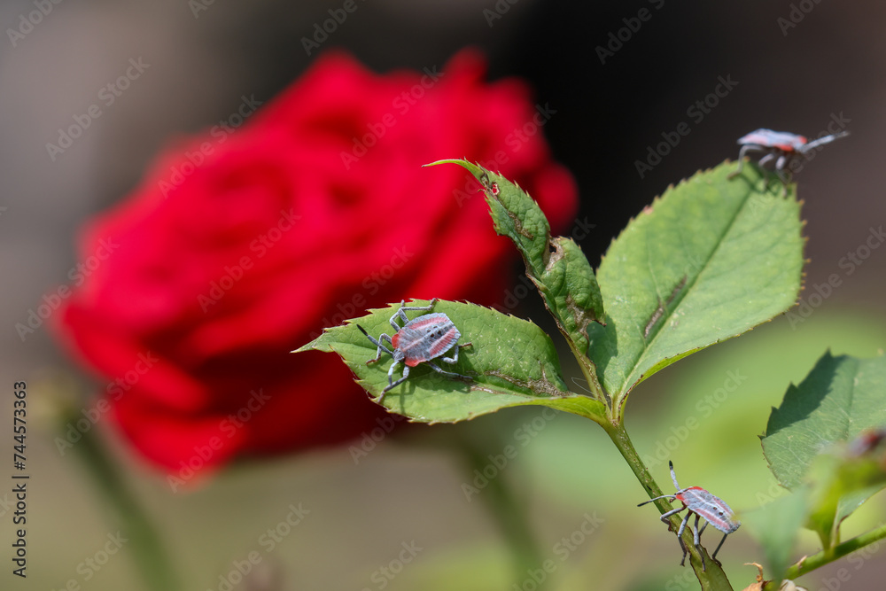 Selective focus Pentatomoidea Sitting on a red rose tree Insects with strong smelling glands are terrorizing flower gardens. Selective focus Pentatomoidea Sitting on a red rose tree Insects with strong smelling glands are terrorizing flower gardens.