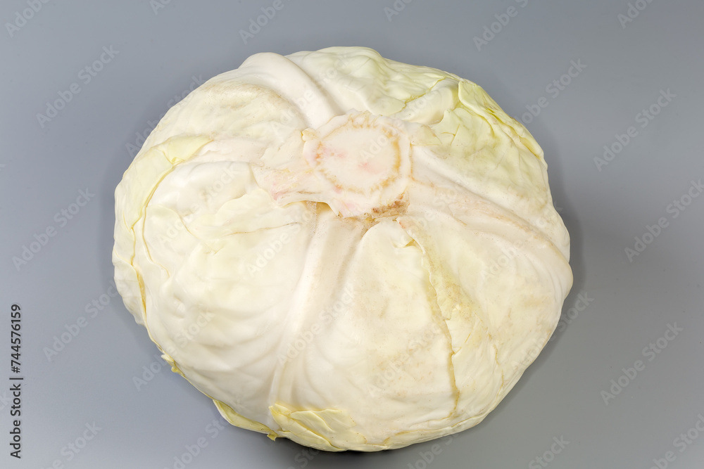 Head of the late white cabbage on a gray background Head of the late white cabbage on a gray background