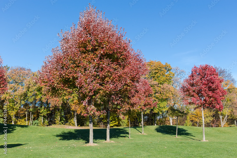Naklejka premium Red maples with autumn leaves on lawn edge in park