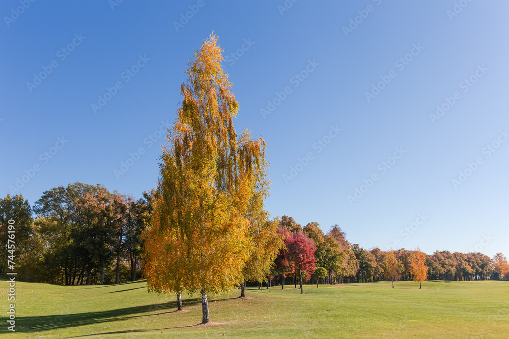 Alone growing birches with autumn leaves on lawn in park Alone growing birches with autumn leaves on lawn in park