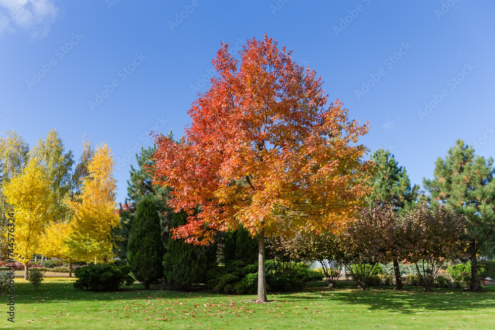 Young red oak with autumn leaves against the other trees