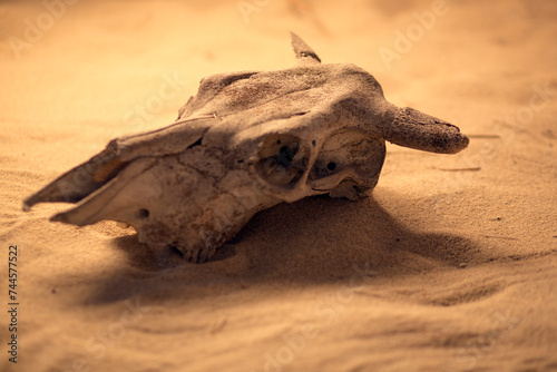 An old cow skull on the sand in the rays of the setting sun