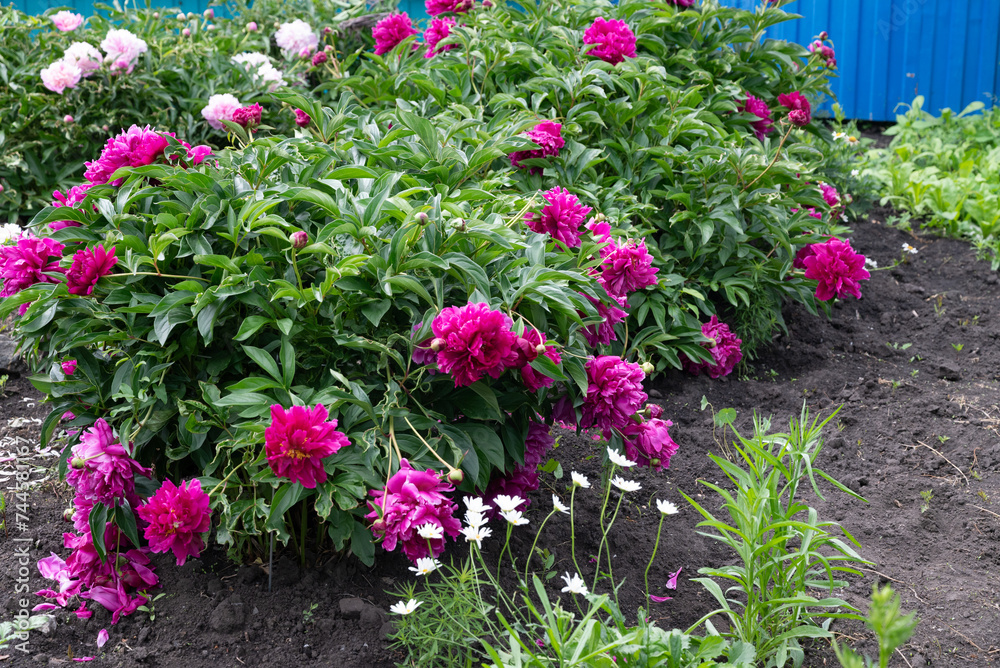 Red Peony albiflora. Paeonia officinalis Command Performance in the garden