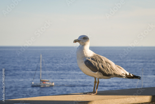 A royal seagull (Larus), a large bird of massive build, with a length of 52-58 cm and a wingspan of 120-140 cm, standing on a wall with a sailing ship in the background, Italy