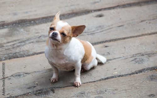 Cute Chihuahua sitting on floor. small Dog resting in the sun  .