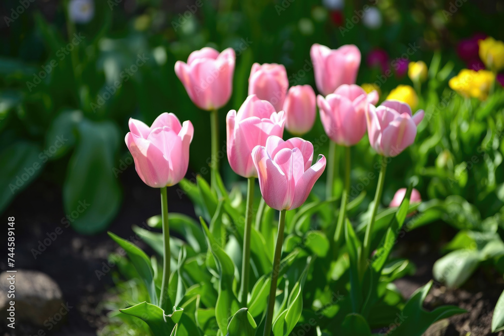 Beautiful pink tulips in garden, perfect for springtime designs Beautiful pink tulips in garden, perfect for springtime designs