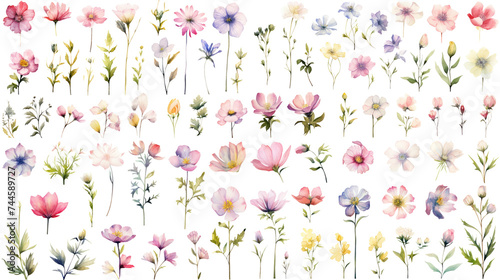 Set of watercolor wildflowers painting isolated on clear png background and transparent background. Fresh and nature concept for nature decorative and flower element, AI generative. #744589727