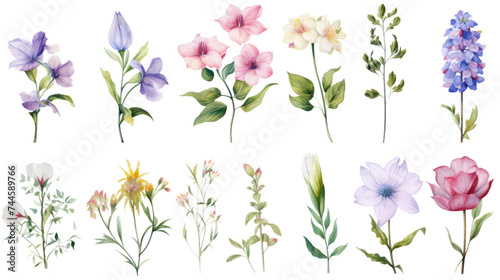 Set of watercolor wildflowers painting isolated on clear png background and transparent background. Fresh and nature concept for nature decorative and flower element, AI generative.