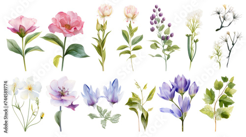 Set of watercolor wildflowers painting isolated on clear png background and transparent background. Fresh and nature concept for nature decorative and flower element, AI generative.