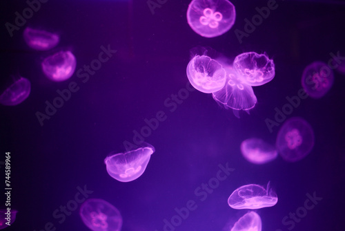 jellyfish in violet purple blue light in aquarium tank water