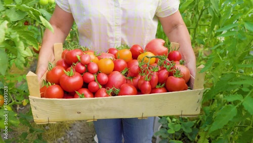 Harvest of Pride Successful Farm Owner Reveals Fresh Organic Vegetables in Greenhouse photo