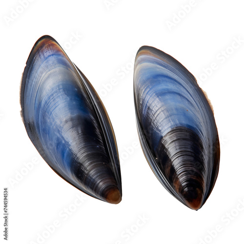 Common blue mussel isolated on white background