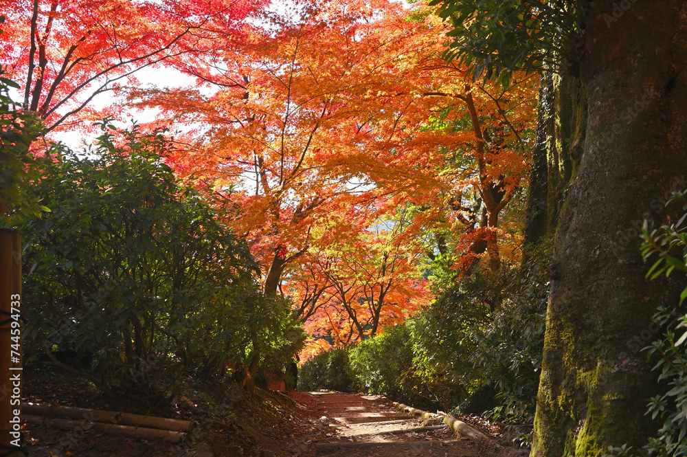 Naklejka premium 紅葉期の大興善寺「契園」