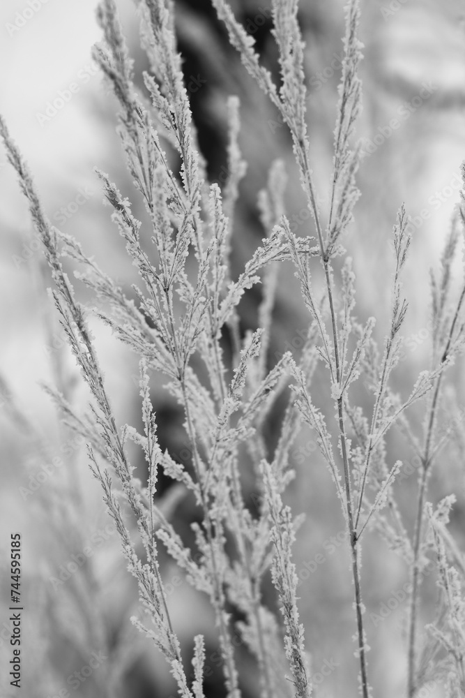 grass in the snow