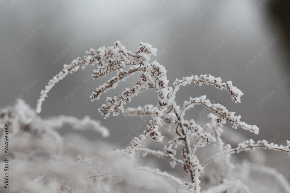 frost on branches frost on branches