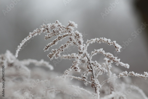 frost on branches © Denis