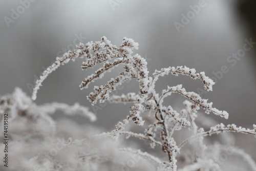 frost on branches © Denis
