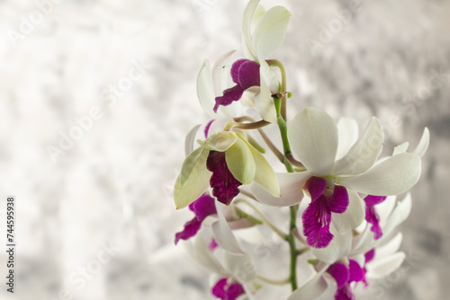 negative space   Dendrobium Pompadour  orchid flower  ornamental plant  gray brush abstract background