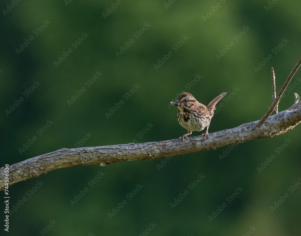 A song sparrow proudly carries its insect snack back to its nest to feed its young.