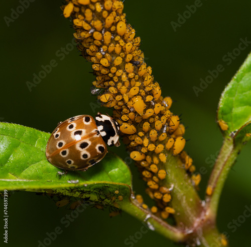 An orange Asian lady beetle snacks on some bright orange aphids