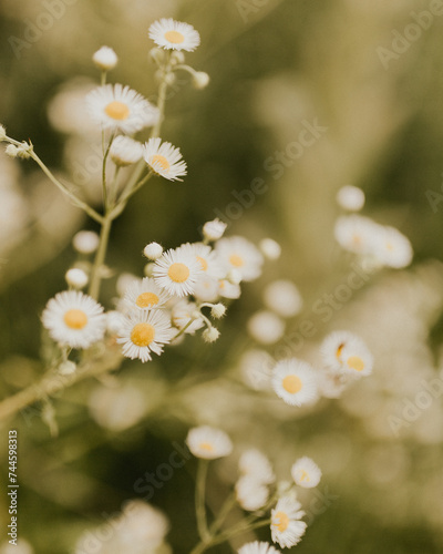 camomile flowers background. Chamomile field flowers border. Beautiful nature scene with blooming medical chamomilles in sun flare. Alternative medicine Spring Daisy. Summer flowers. Beautiful meadow.