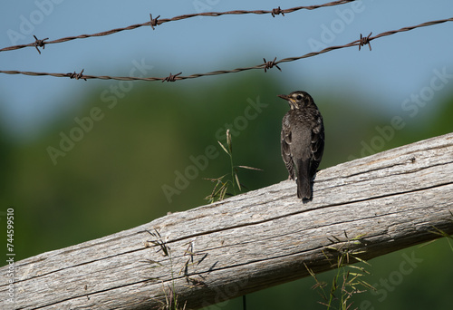 A young juvenile robin perches on a cedar fence post, enjoying the sun on a warm summer day.