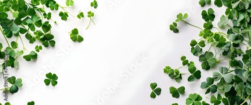 Fresh green clover leaves on white background, banner design. St. Patrick's DayFresh green clover leaves on white background, banner design. St. Patrick's Day